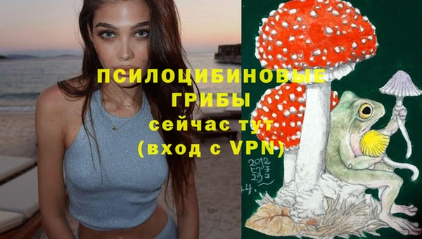 гашик Новозыбков